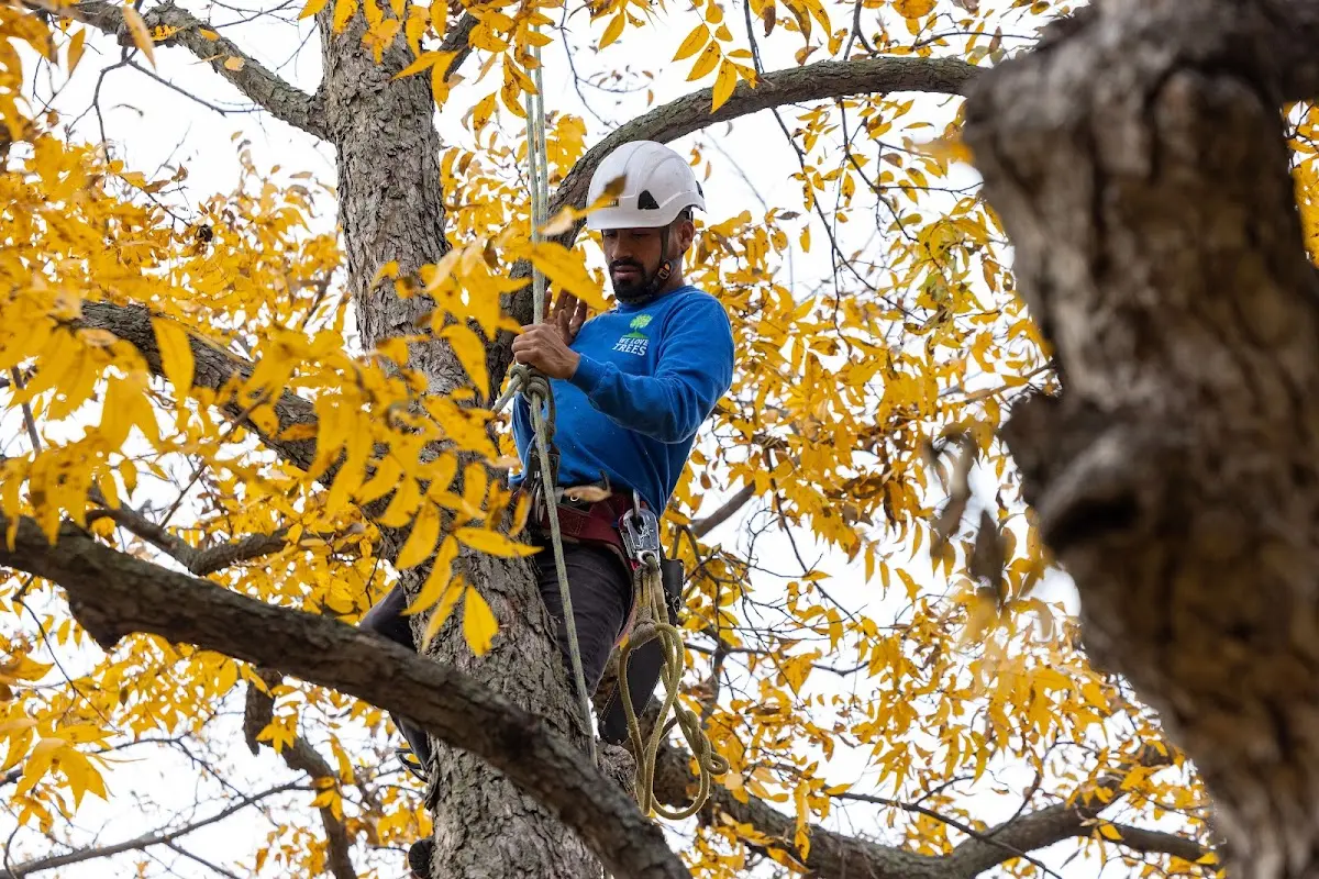 Skilled Tree Planing crew working in Burnsville
