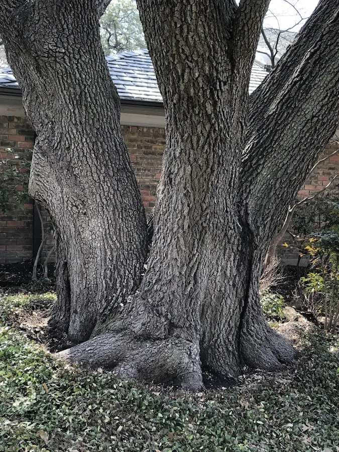 Mature heritage tree close to a Burnsville property cared for by certified arborists